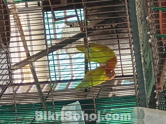 Lutino yellow Fischer breeding pair(লুতিনো ইয়েলো ফিশার)